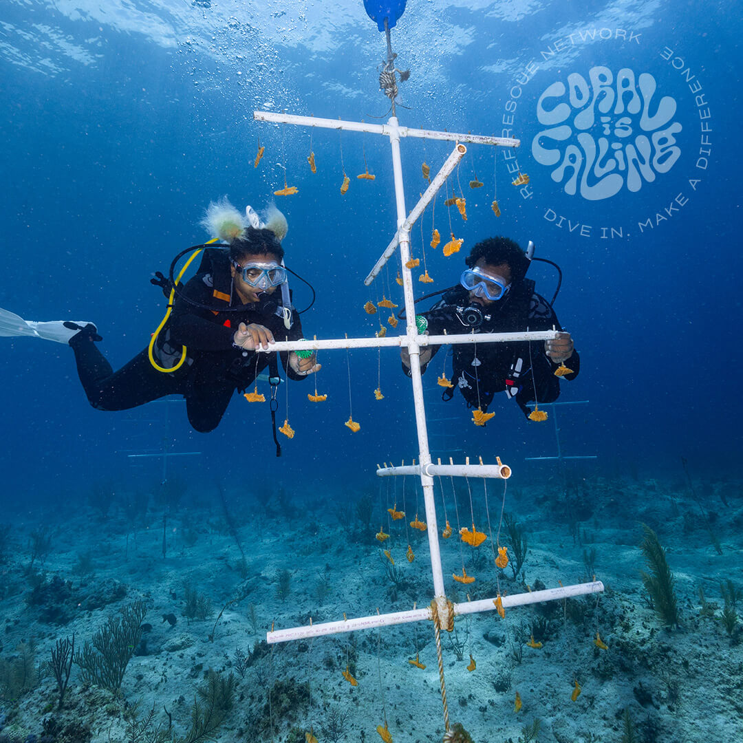 Two people during a coral restoration dive
