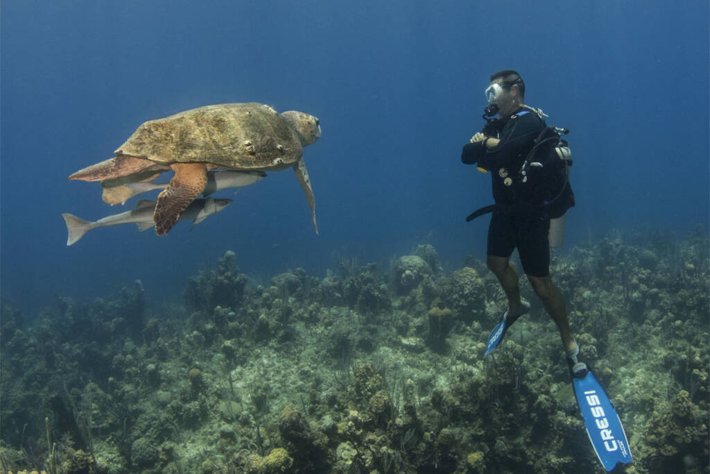 An underwater encounter with fish and a turtle while diving in the Bahamas
