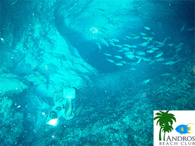 An underwater example of blue hole diving in the Bahamas